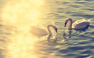 2 Swan in Water