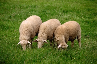 3 Sheep Eating Grass