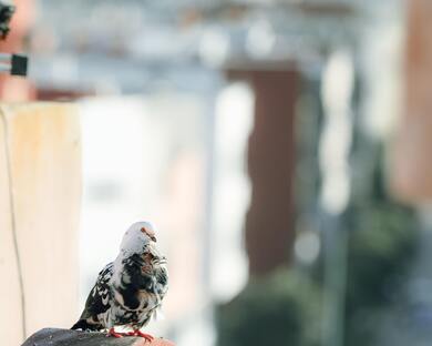 4K Picture of Pigeon Bird Sitting Photo