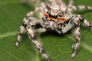Arachnid Spider Pic