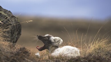 Arctic Fox Sitting in Wet Grass
