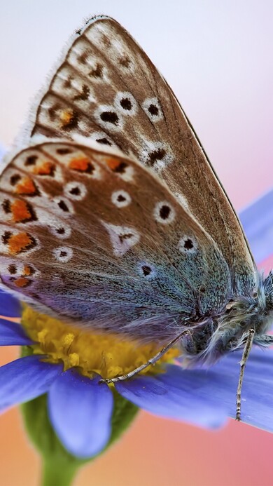 Artemis Butterfly Image