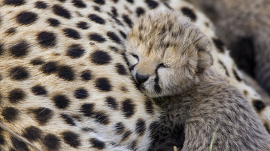 Baby Cheetah Sleeping On Mother Lap