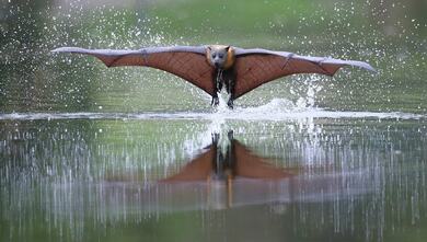 Bat Hunting in Lake
