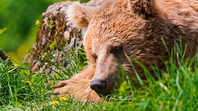 Bear Lying on Grass