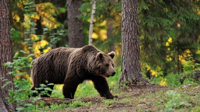 Bear Walking in Forest