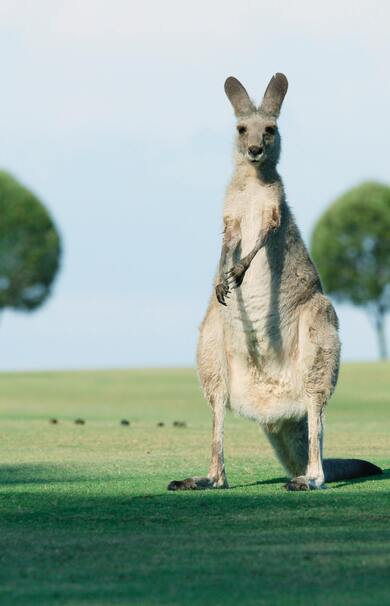 Big Kangaroo Photo