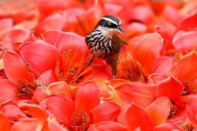Bird Sitting On Flowers Bed