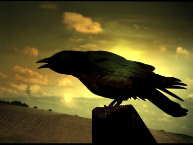 Black Crow at Night