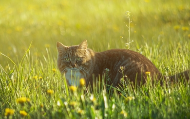 Cat Sitting in Grass HD Wallpaper
