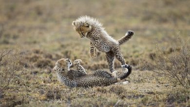 Cheetah Cubs Playing HD Wallpaper