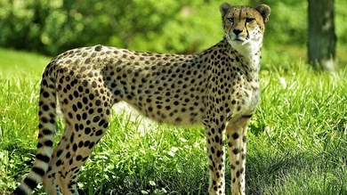 Cheetah Fierce Look Pic
