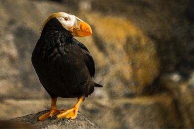 Closeup Photography of Puffin Perching on Rock