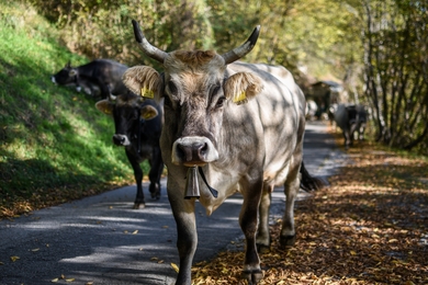 Cow Walking on Road