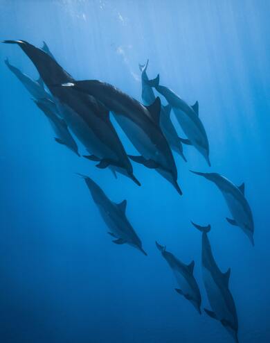 Dolphins Group in The Sea