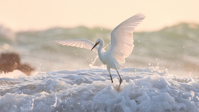 Egret Bird in Water HD Wallpaper