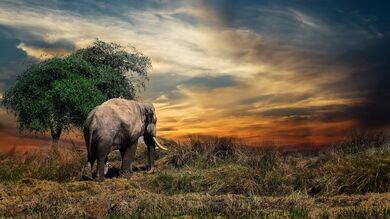 Elephant in The Field Amazing 4K Desktop Wallpaper