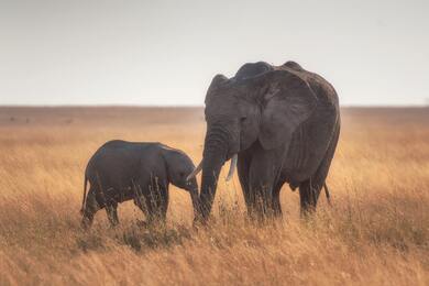 Elephant with Baby in Dry Grass