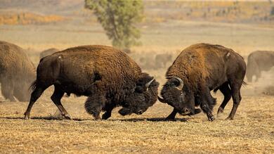 Fighting of Bisons Photo