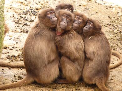 Five Monkey Clicking Photo