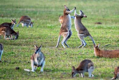 Group of Kangaroo Playing Image