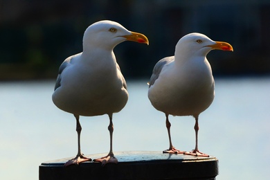 Gull Bird Couple