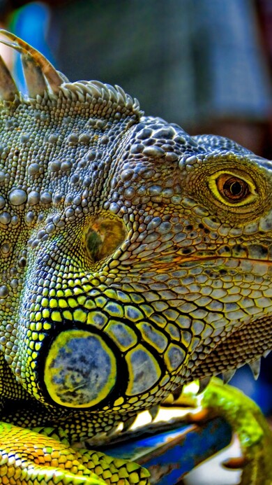 Iguana Lizard Mobile Image