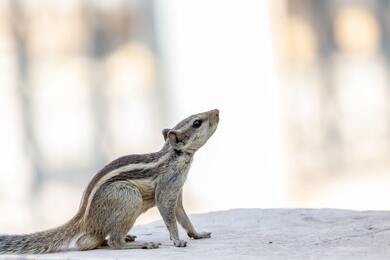 Indian Squirrel Macro Photography