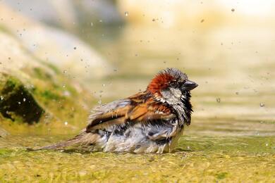Italian Sparrow Bird Standing on Water