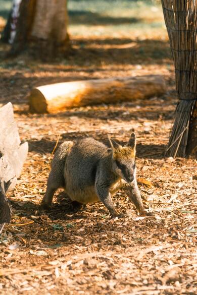 Kangaroo in Forest