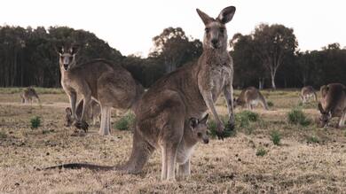 Kangaroo With Holding Her Baby