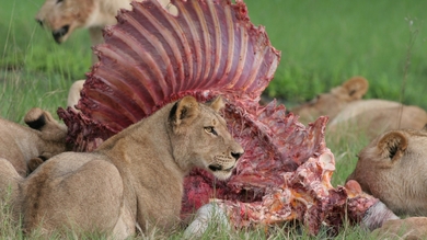 Lions Eating Food HD Wallpaper
