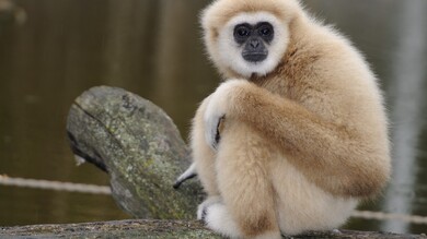 Monkey Animal HD Picture