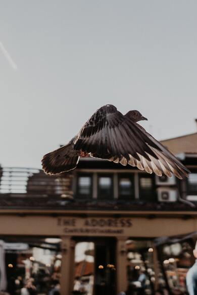 Pigeon Bird Flying Photo
