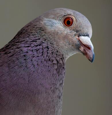 Pigeon Close Up Photo