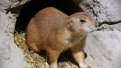 Prairie Dog Animal Rodent
