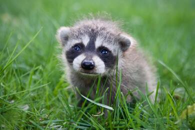 Raccoon Baby High Quality Pic