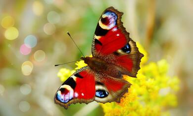 Red Butterfly HD Photo