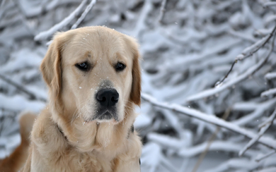 Sad Dog Sitting in Snow HD Wallpaper