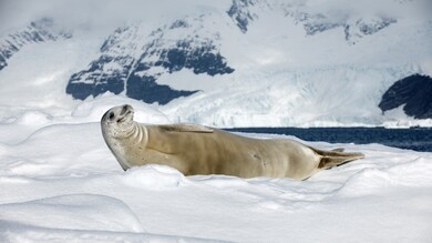 Sea Lion Lying in Snow