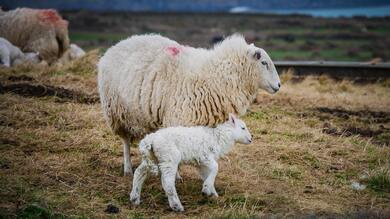 Sheep with Baby Walking on Wet Grass
