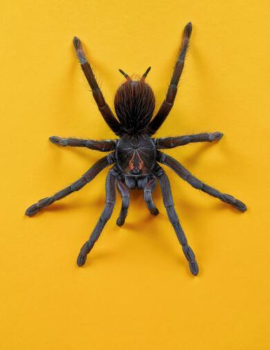 Spider on Yellow Wall