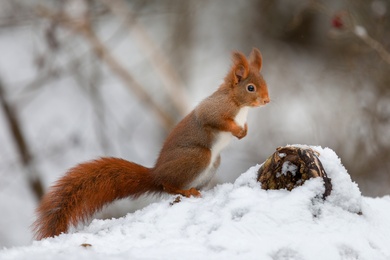 Squirrel During Snowy Winter