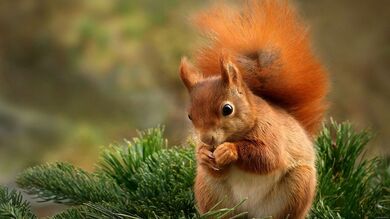 Squirrel HD Pic