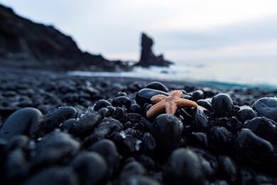 Starfish on Pebble