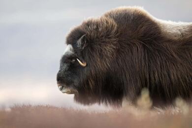 Strong Bison Photography