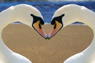 Swan Beak Heart Photo