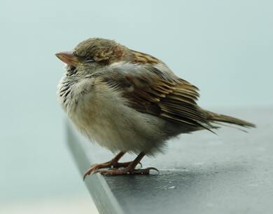 True Sparrow Sitting Photo