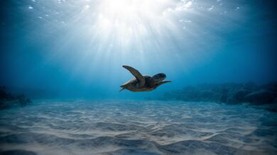 Turtle and Sun Rays in Ocean Pic