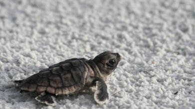Turtle Baby on White Sand Photo